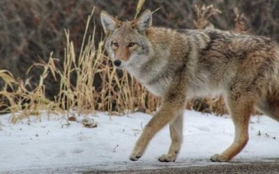 Massachusetts Just Banned Coyote Hunting Competitions