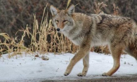 Massachusetts Just Banned Coyote Hunting Competitions