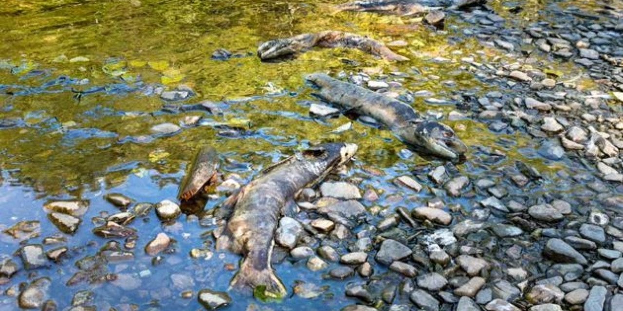 Oregon Announces More Chinook Salmon Closures Due to Die-Off