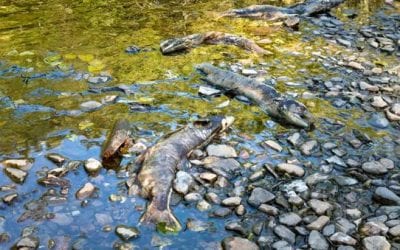 Oregon Announces More Chinook Salmon Closures Due to Die-Off