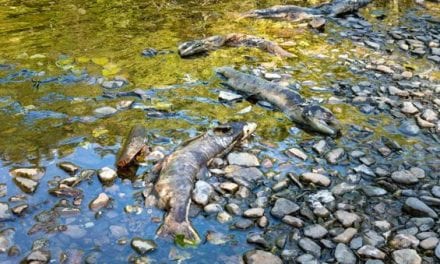 Oregon Announces More Chinook Salmon Closures Due to Die-Off