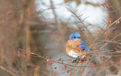 Photo Of The Day By Kathy Roberts