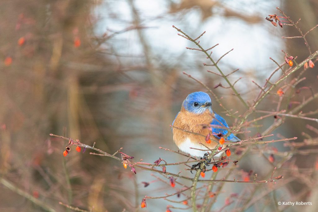 Today’s Photo Of The Day is “Winter Berries and Bluebird” by Kathy Roberts. Location: North Carolina.