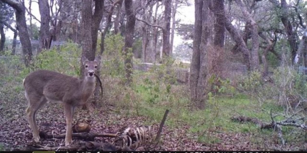 Photos of Deer Eating Human Carcass Captured in Texas
