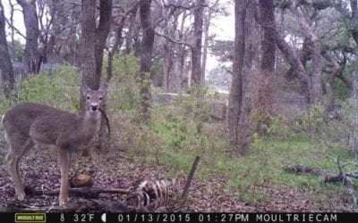Photos of Deer Eating Human Carcass Captured in Texas
