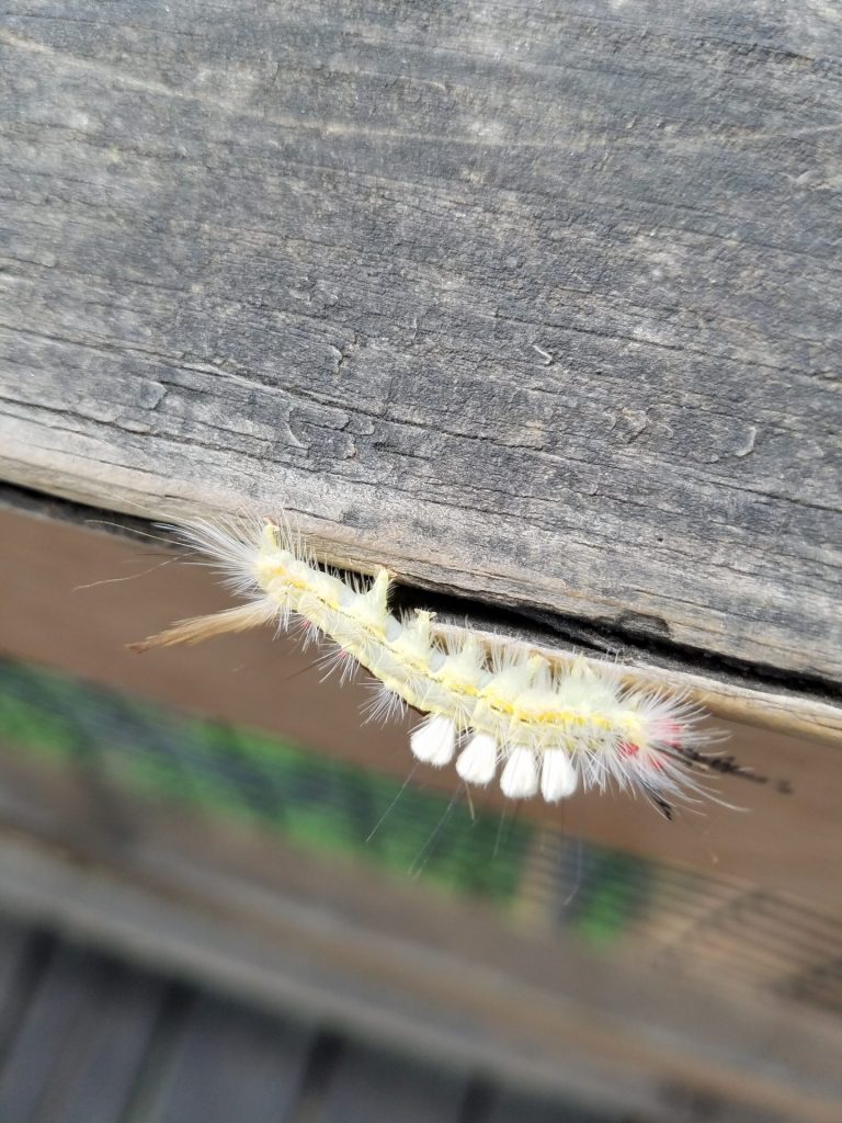 caterpillar