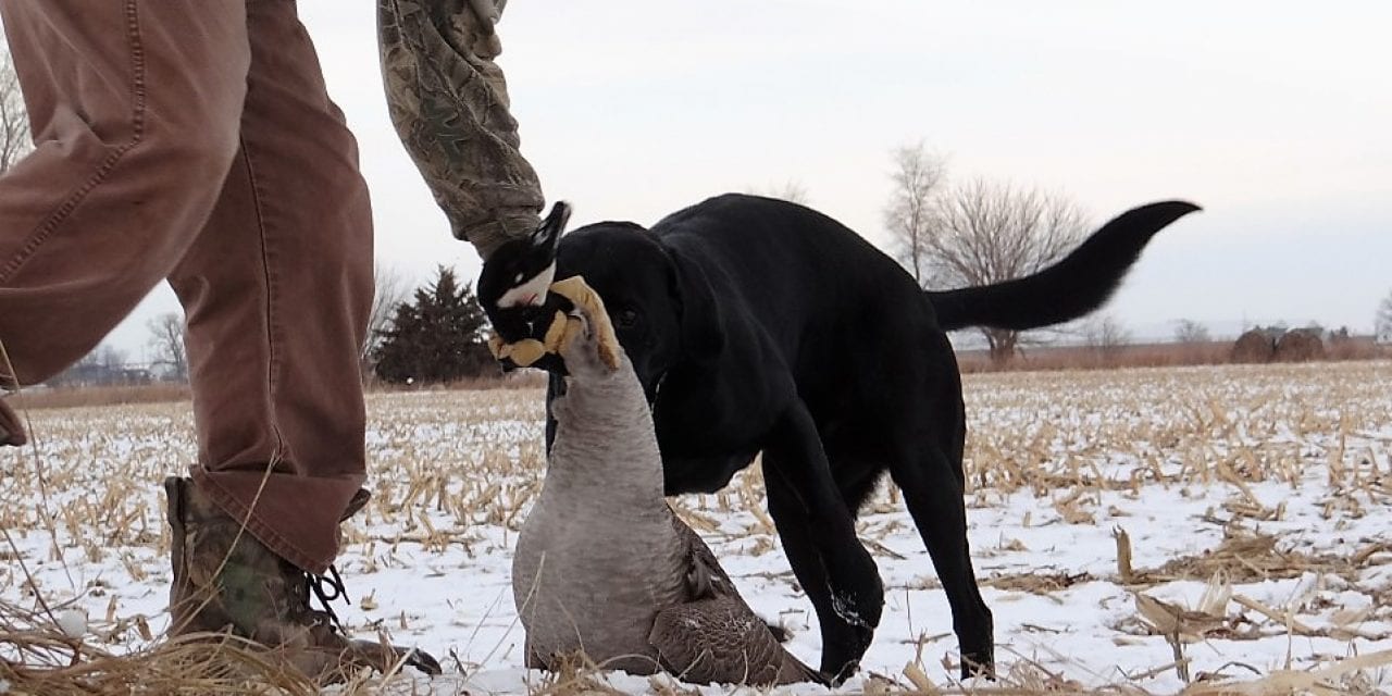 The FUNdamentals Of Cooking Your Holiday Wild Game