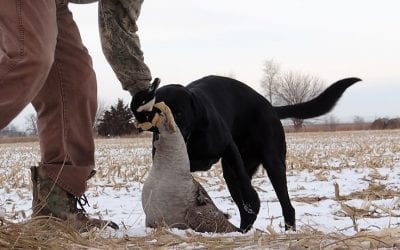 The FUNdamentals Of Cooking Your Holiday Wild Game