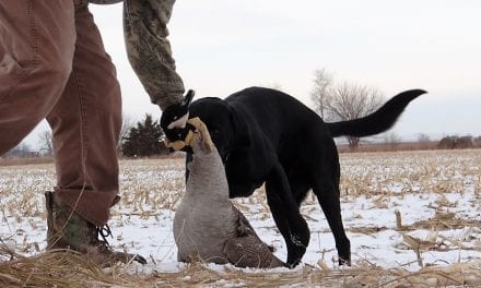 The FUNdamentals Of Cooking Your Holiday Wild Game