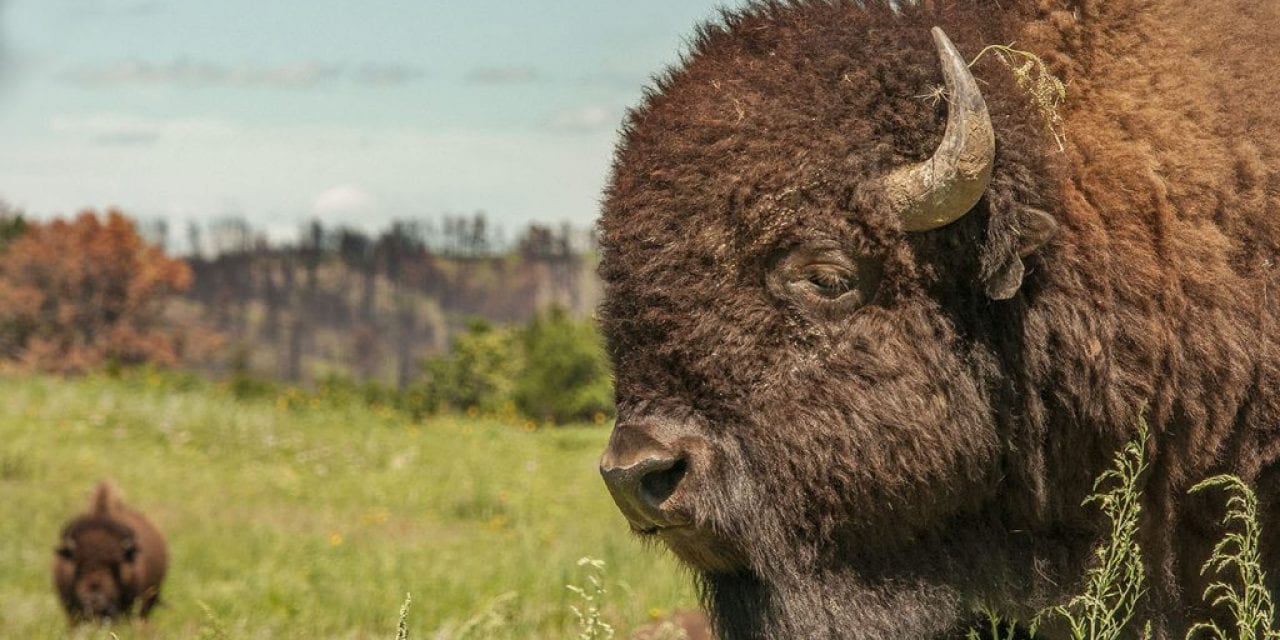 The Soul of the Prairie