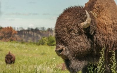 The Soul of the Prairie