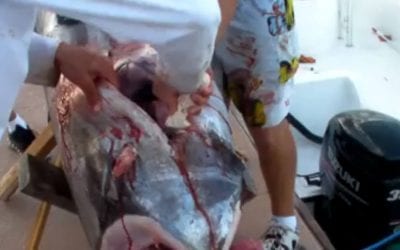 This Guy Found a Big Ol’ Squid Inside a Swordfish Stomach