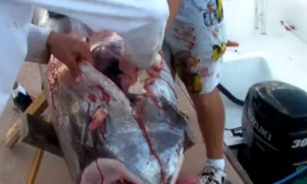 This Guy Found a Big Ol’ Squid Inside a Swordfish Stomach