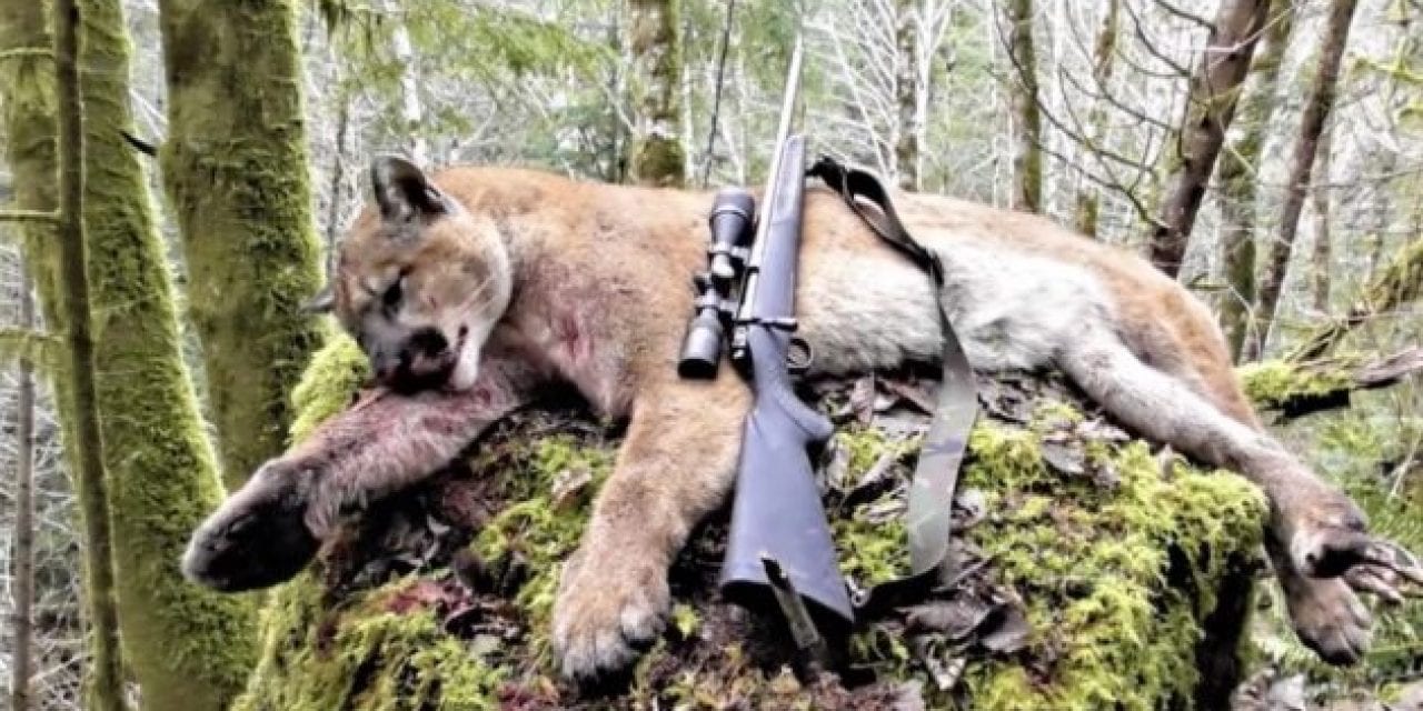 This Oregon Cougar Hunt Ends With a Bang