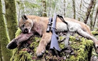 This Oregon Cougar Hunt Ends With a Bang