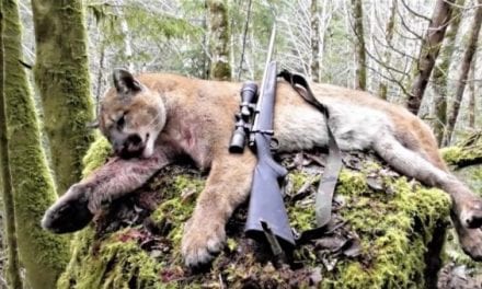 This Oregon Cougar Hunt Ends With a Bang