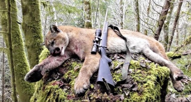 You Won't Believe How This Washington Cougar Hunt Ends!