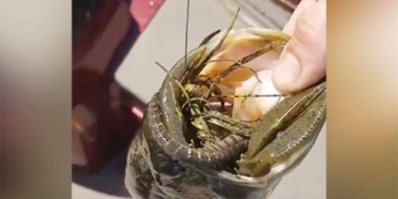 Tourney Angler Manages to Hook a Bass and a Snake