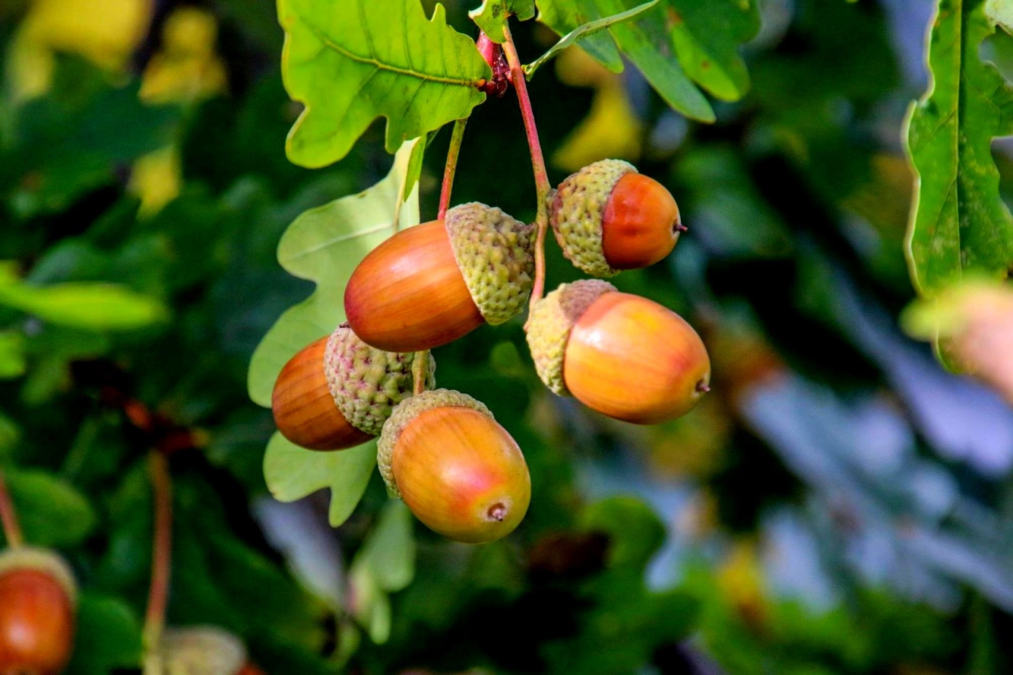 Tree Identification