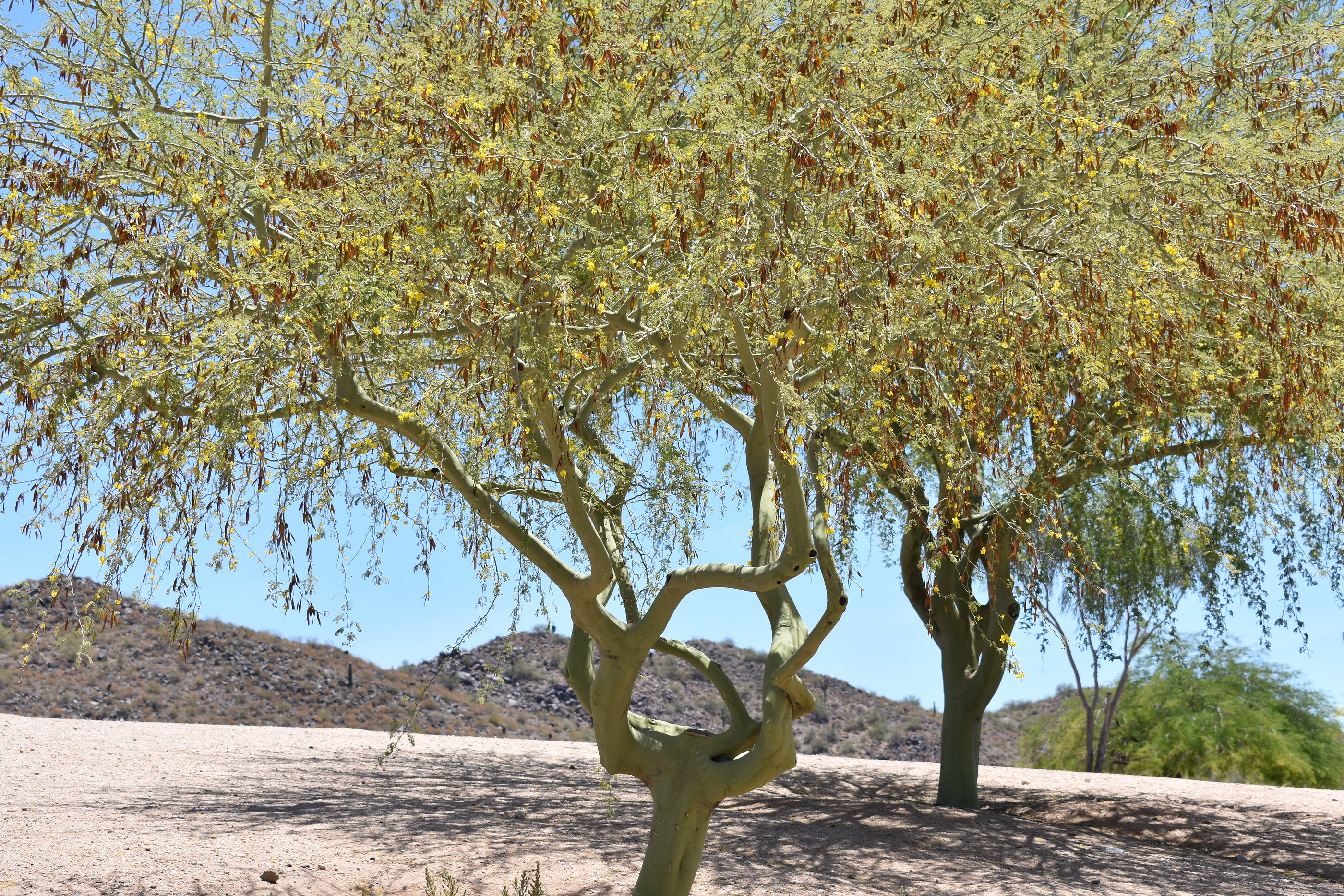 Tree Identification