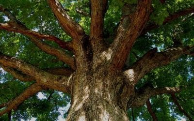 Tree ID: 5 Trees All Outdoorsmen Should Be Able to Recognize