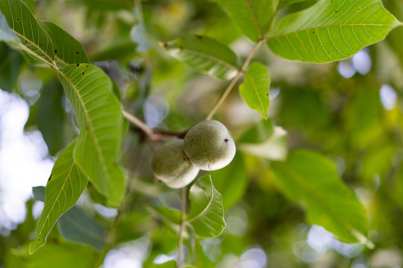 Tree Identification