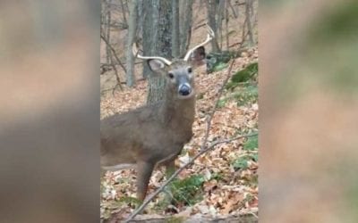 Wide-Antlered Deer’s Tunnel Vision for Doe Leads Him to Within Feet of Hunter