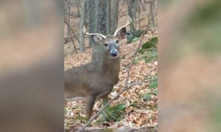 Wide-Antlered Deer’s Tunnel Vision for Doe Leads Him to Within Feet of Hunter