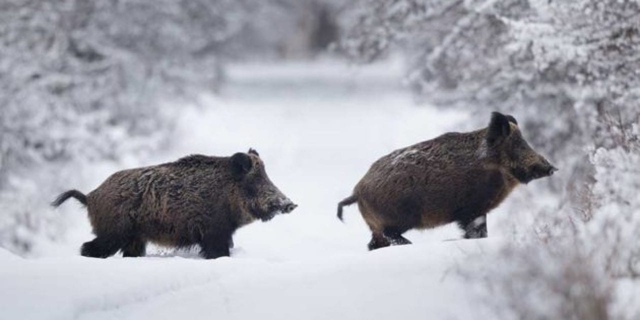 Winter Hog Hunting Tips and Tricks