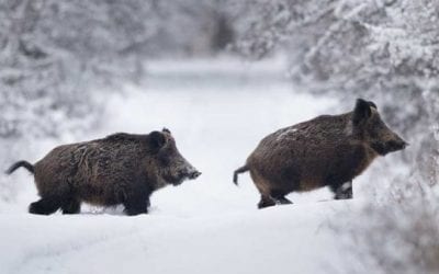 Winter Hog Hunting Tips and Tricks
