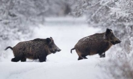 Winter Hog Hunting Tips and Tricks