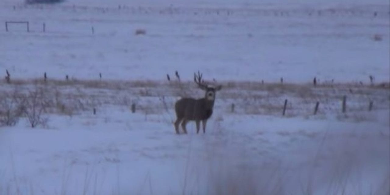 10 Bucks Shedding Their Antlers on Film