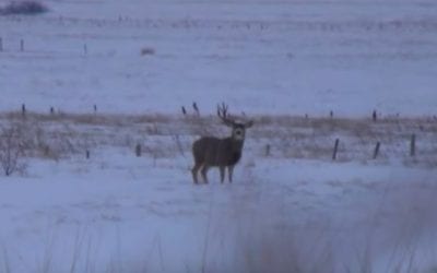 10 Bucks Shedding Their Antlers on Film