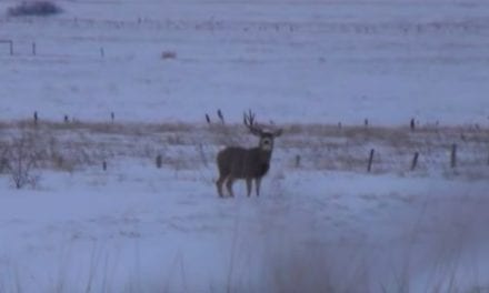 10 Bucks Shedding Their Antlers on Film