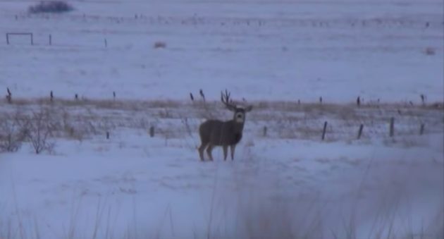 bucks shedding their antlers