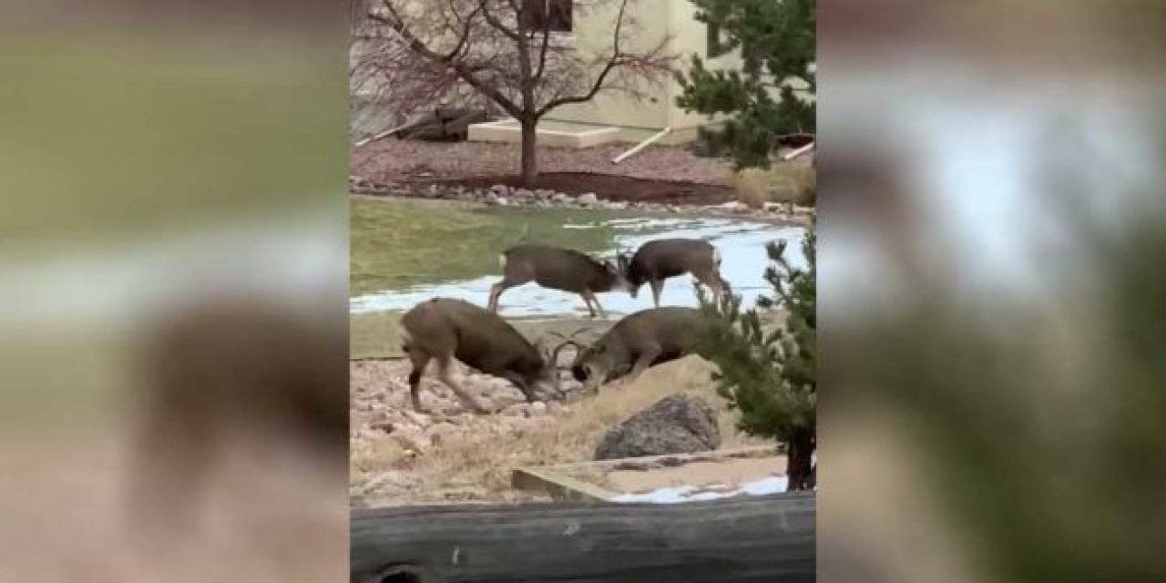 2 Sets of Mule Deer Bucks Battle It Out in Colorado