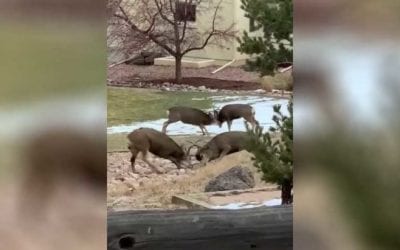 2 Sets of Mule Deer Bucks Battle It Out in Colorado