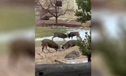 2 Sets of Mule Deer Bucks Battle It Out in Colorado