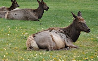 8-Year-Old Makes Michigan Hunting History with Elk Harvest