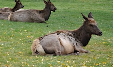 8-Year-Old Makes Michigan Hunting History with Elk Harvest