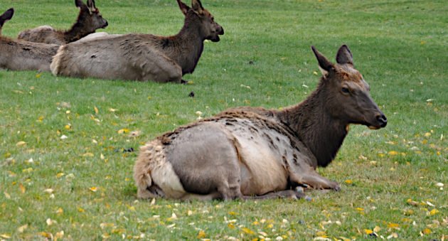 Michigan Elk