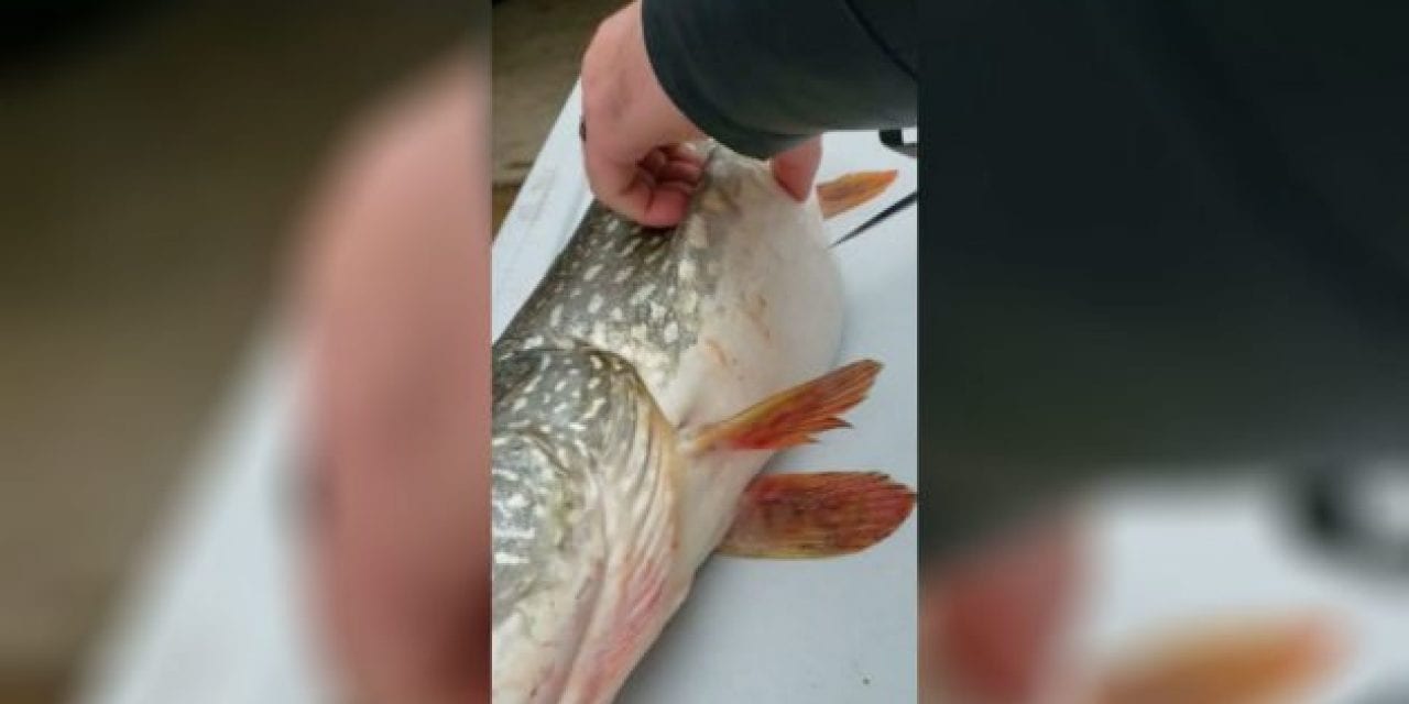Anglers Catch Northern Pike With a Stomach Full of Surprises