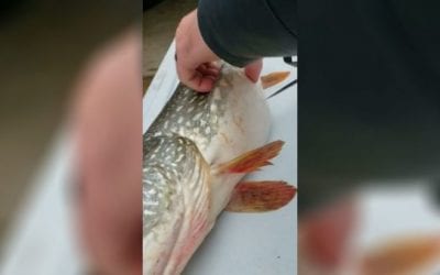 Anglers Catch Northern Pike With a Stomach Full of Surprises