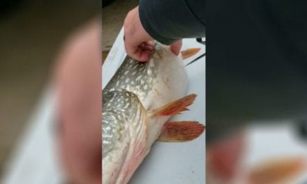 Anglers Catch Northern Pike With a Stomach Full of Surprises