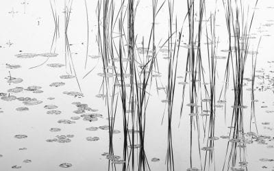 Behind The Shot: Zen Garden