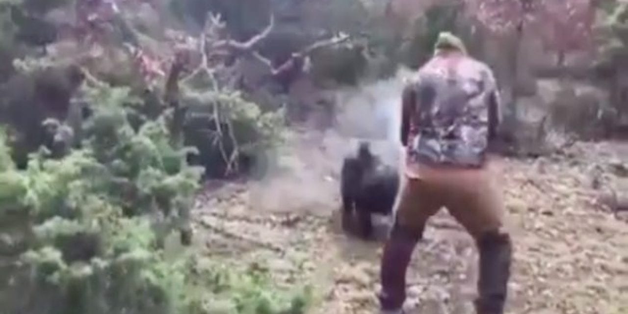 Charging Boar Gets Dropped at the Last Moment