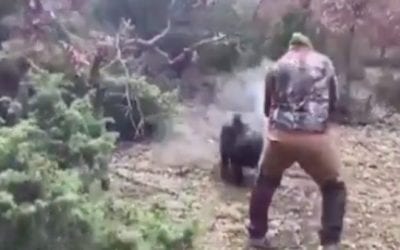 Charging Boar Gets Dropped at the Last Moment