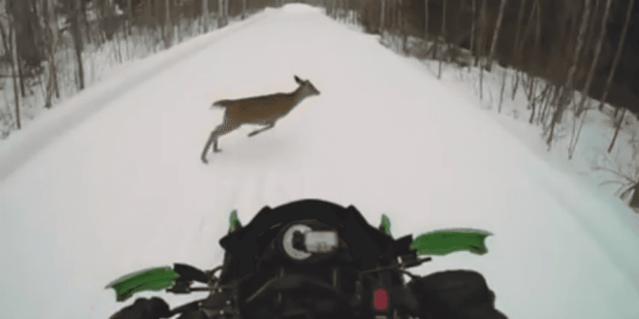 Deer Runs Into Snowmobile in Brutal Collision
