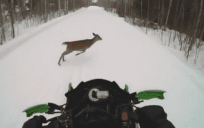 Deer Runs Into Snowmobile in Brutal Collision