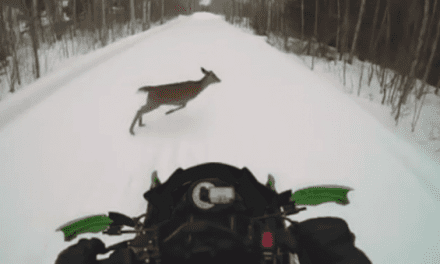 Deer Runs Into Snowmobile in Brutal Collision
